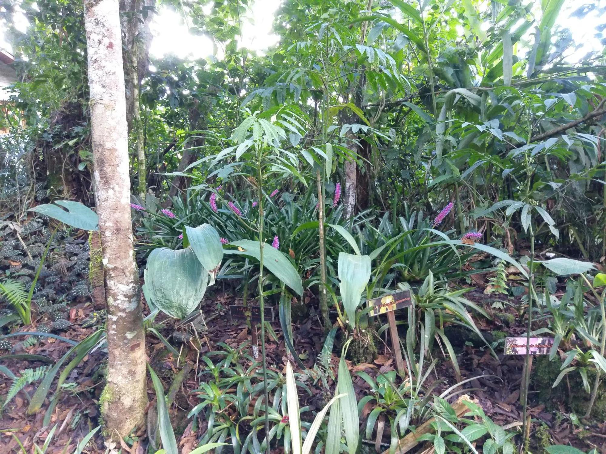 Villa Refugio De Orquideas Oxapampa Exterior foto