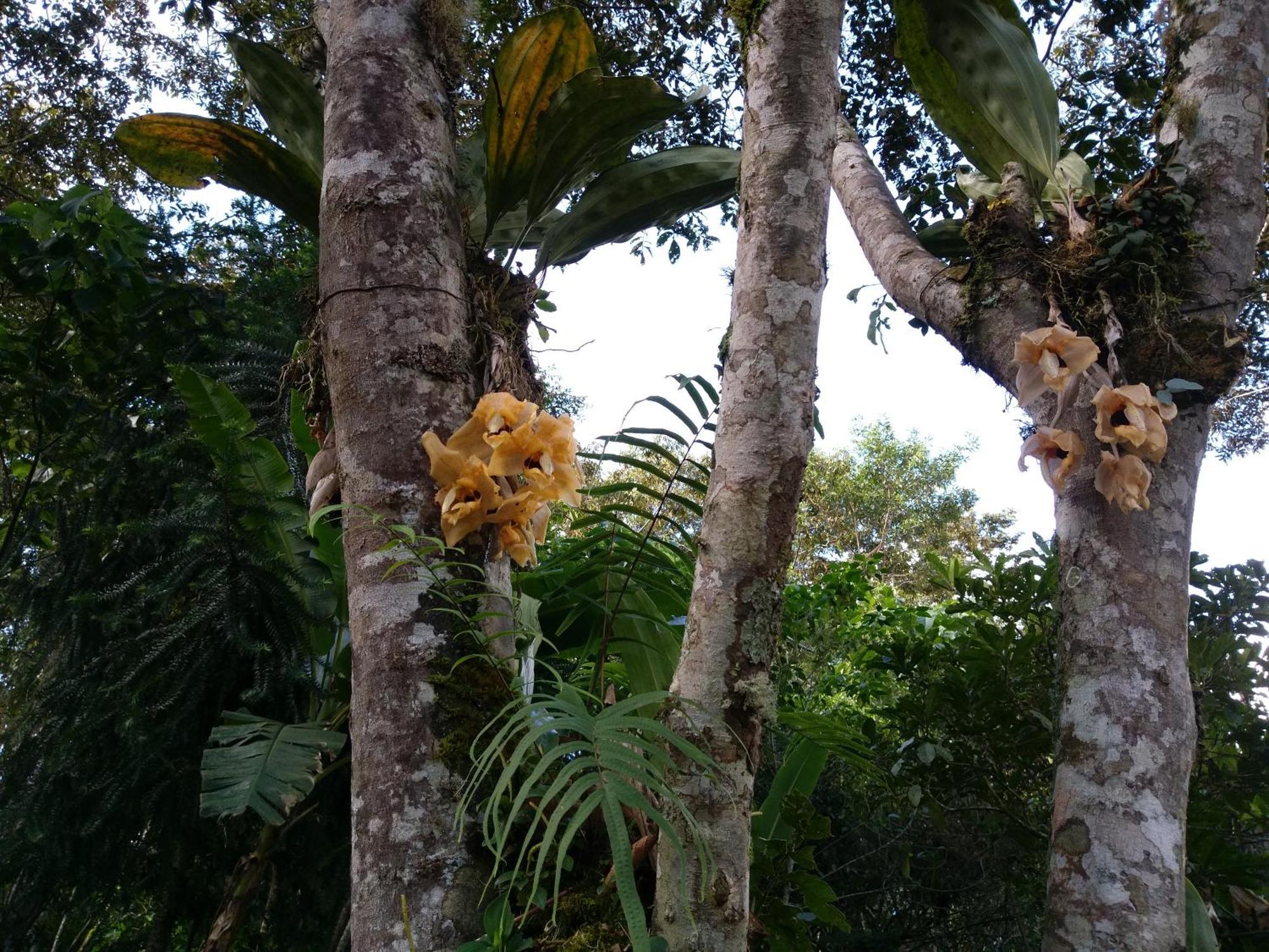 Villa Refugio De Orquideas Oxapampa Exterior foto