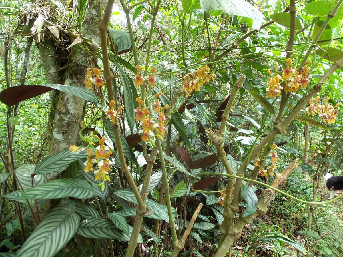 Villa Refugio De Orquideas Oxapampa Exterior foto